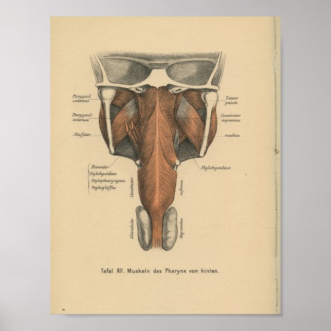Vintage 1888, Impressão de Anatomia Alemã Pharynx (Frente)