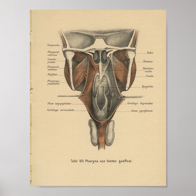 Vintage 1888, Impressão de Anatomia Alemã Pharynx (Frente)