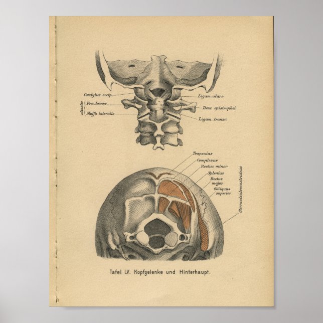 Vintage 1888 Impressão de Anatomia Alemã Spine Cer (Frente)
