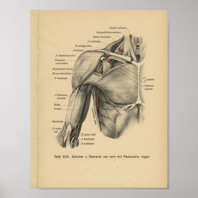 Vintage 1888 Impressão de Anatomia Humana (Frente)