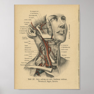Vintage, 1888, Impressão de Anatomia Humana