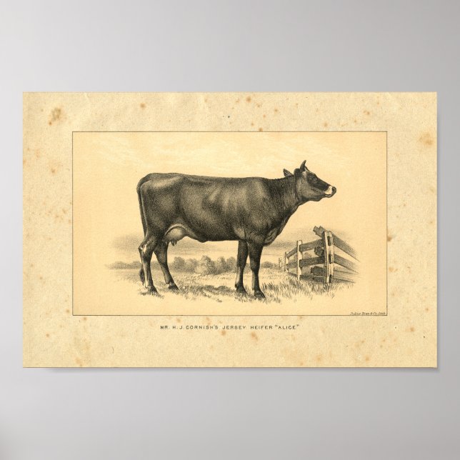 Vintage 1888 Jersey Cow Impressão (Frente)