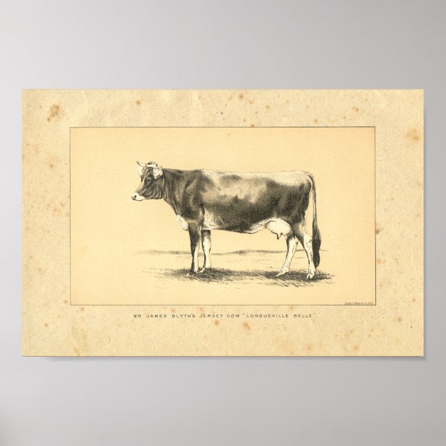 Vintage 1888 Jersey Cow Impressão (Frente)