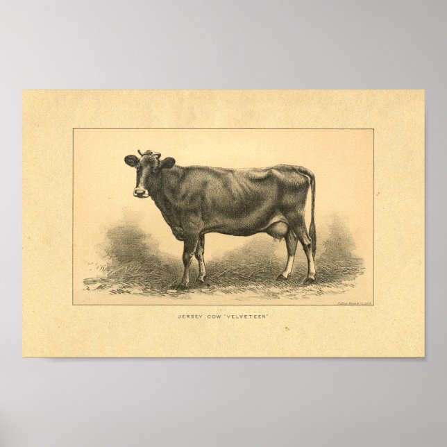 Vintage 1888 Jersey Cow Impressão (Frente)