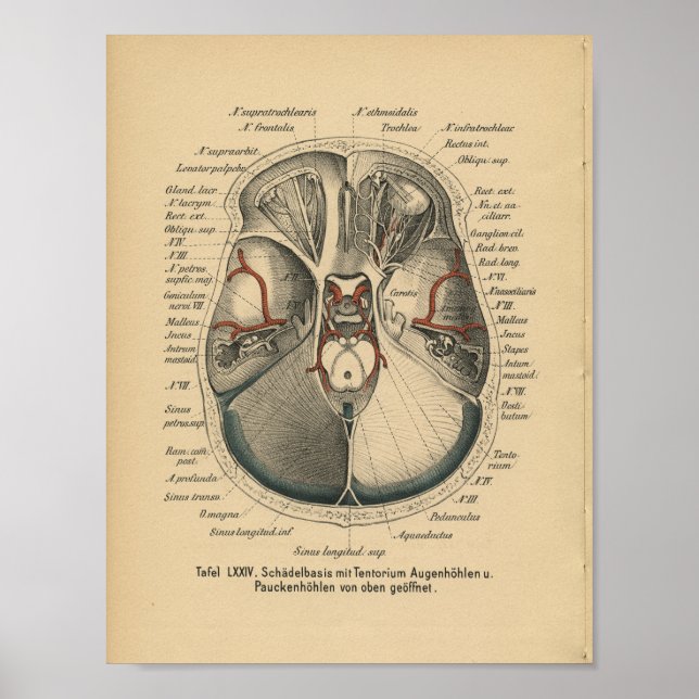 Vintage 1888 Olhos Crânios Impressão da Anatomia A (Frente)