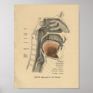 Vintage 1888 Pescoço de Impressão da Anatomia Alem