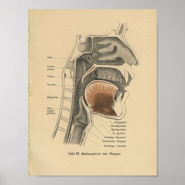 Vintage 1888 Pescoço de Impressão da Anatomia Alem (Frente)