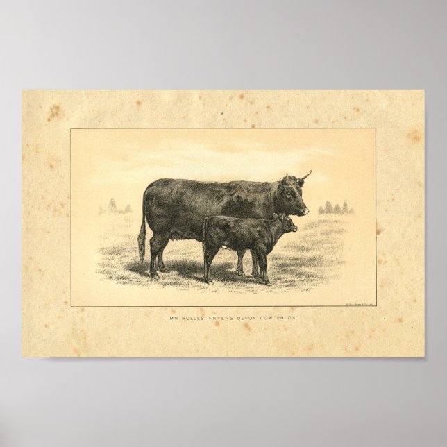Vintage 1888 Vaca com Impressão de vitelo (Frente)