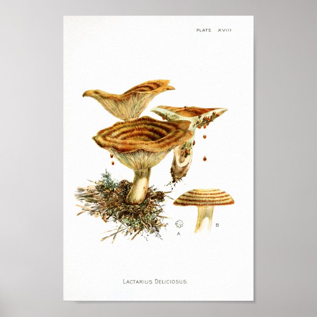 Vintage 1895 Cogumelos Brown Striped Art Impressão (Frente)
