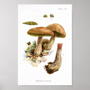 Vintage 1895 Cogumelos Impressão de Arte Verde Ma
