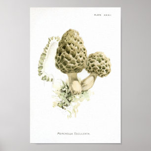 Vintage 1895 Mushrooms Morchella Art Impressão