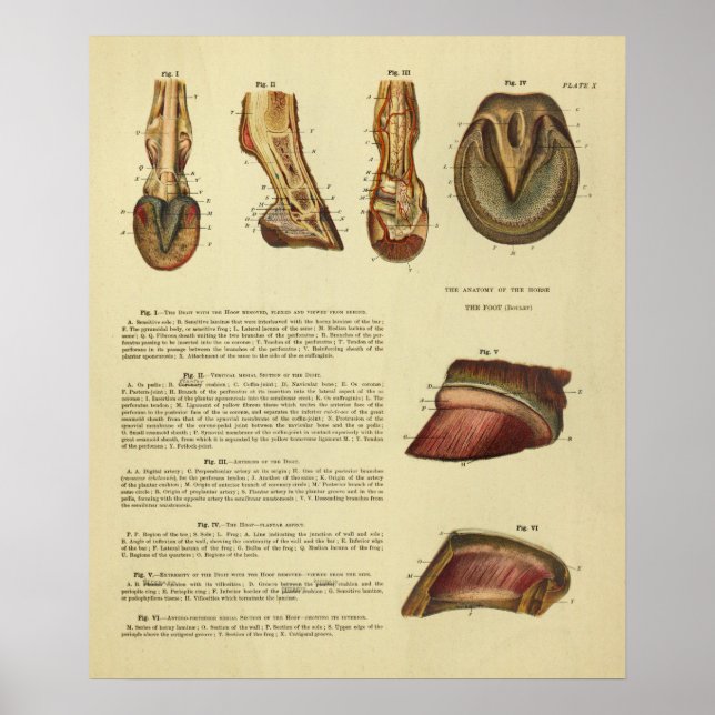 Vintage, 1900, Impressão de Anatomia de Pé Equina (Frente)