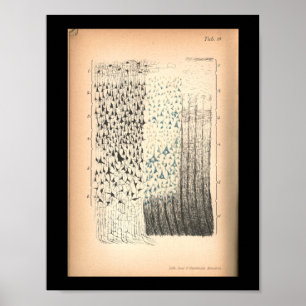 Vintage 1901 Células cerebrais Impressão