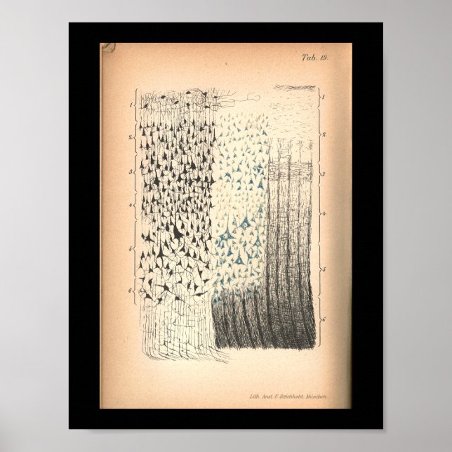 Vintage 1901 Células cerebrais Impressão de Anatom (Frente)