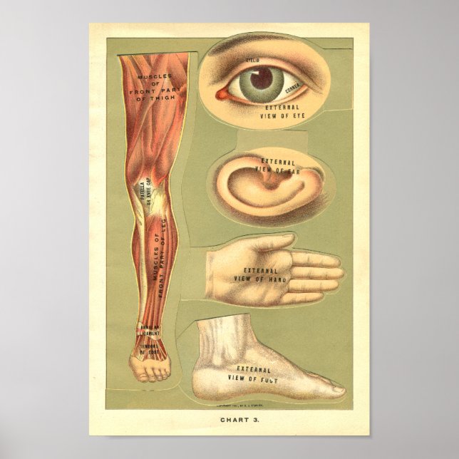 Vintage 1901 Impressão de Anatomia Humana (Frente)