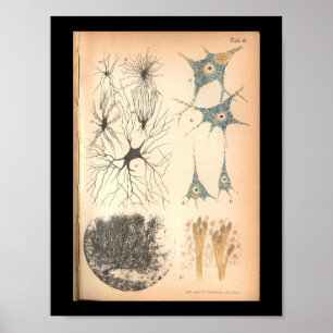 Vintage 1901 Nerve Cells Anatomy Impressão