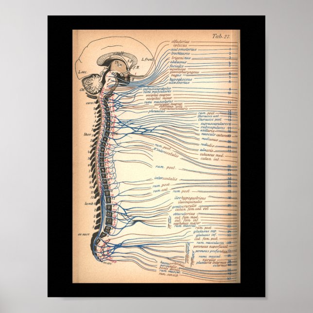Vintage 1901 Spinal Nerves Anatomy Impressão (Frente)
