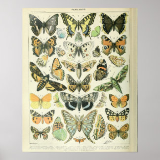 Vintage Adolphe Millot Impressão Butterflies Padrã