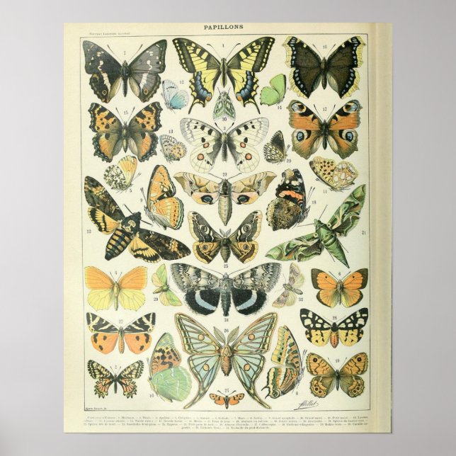 Vintage Adolphe Millot Impressão Butterflies Padrã (Frente)