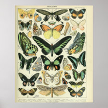 Vintage Adolphe Millot Impressão Butterflies Padrã