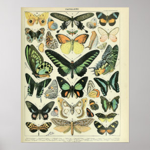Vintage Adolphe Millot Impressão Butterflies Padrã