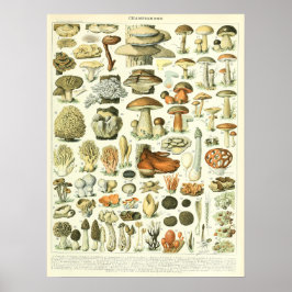 Vintage Adolphe Millot Impressão Mushroom Poster