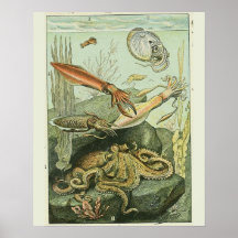 Vintage Adolphe Millot Moluscos Impressão