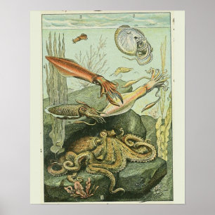 Vintage Adolphe Millot Moluscos Impressão