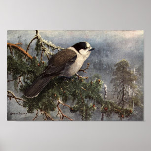 Vintage Allan Brooks Gray Jay Poster Art