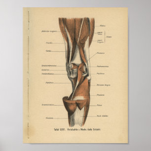 Vintage Anatomia Humana Impressão