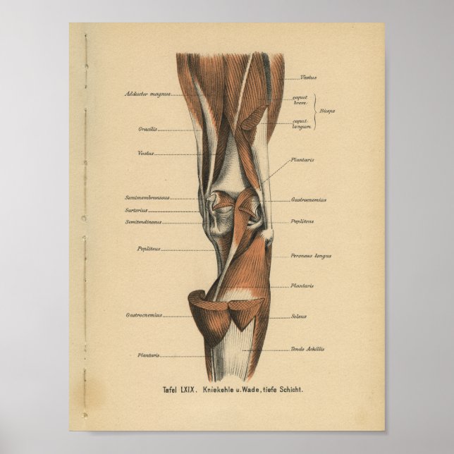 Vintage Anatomia Humana Impressão (Frente)