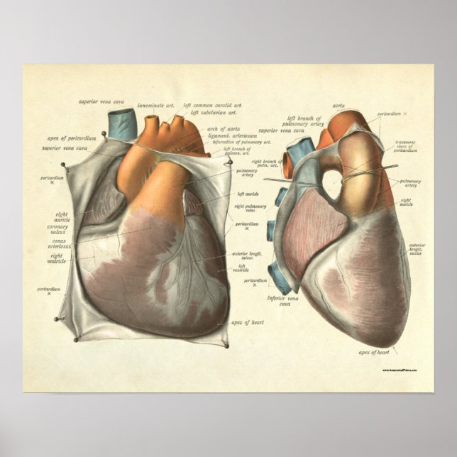 Vintage Anatomia Humana Impressão Músculos do Cora (Frente)