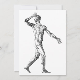 Vintage Anatomia Humana, Músculos do Corpo Masculi