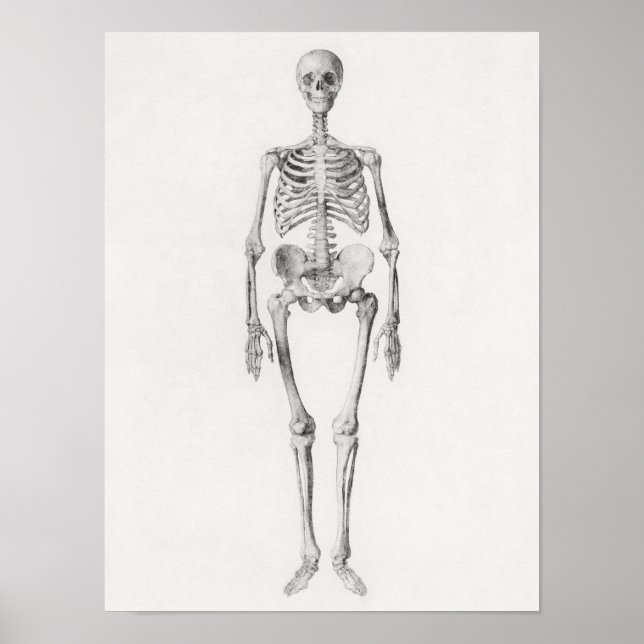 Vintage Anatomical Illustration Poster (Frente)