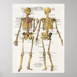 Vintage Anatomical Illustration Poster
