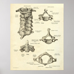Vintage Anatomy Impressão Bones Cervical Vertebra