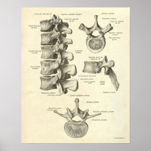 Vintage Anatomy Impressão Bones Lumbar Vertebra