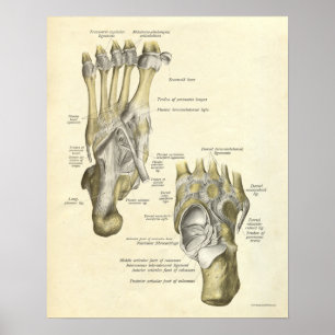Vintage Anatomy Impressão Bones of Foot
