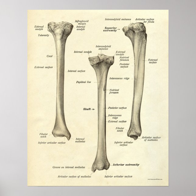 Vintage Anatomy Impressão Bones Tibia (Frente)