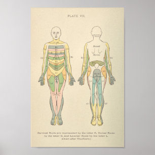 Vintage Anatomy Impressão Dermatomia Padrões Ner