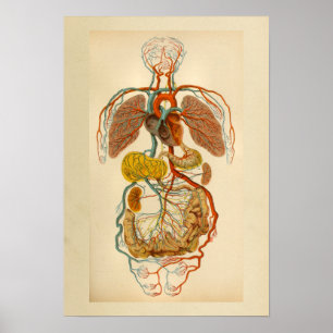 Vintage Anatomy Impressão Heart Arteries Veins