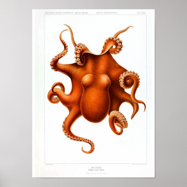 Vintage Animal Poster - Octopus (Frente)