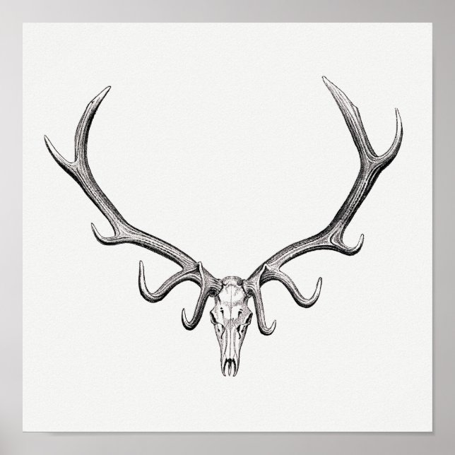 Vintage Animal Skull Poster (Frente)