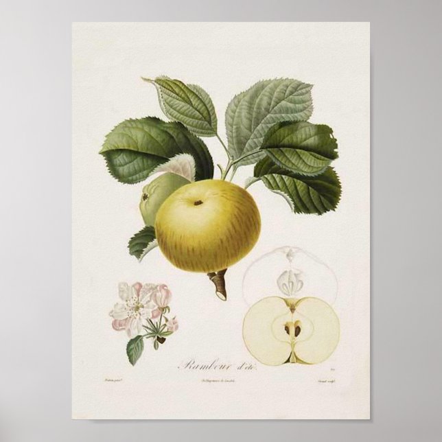 Vintage Apple Poster (Frente)
