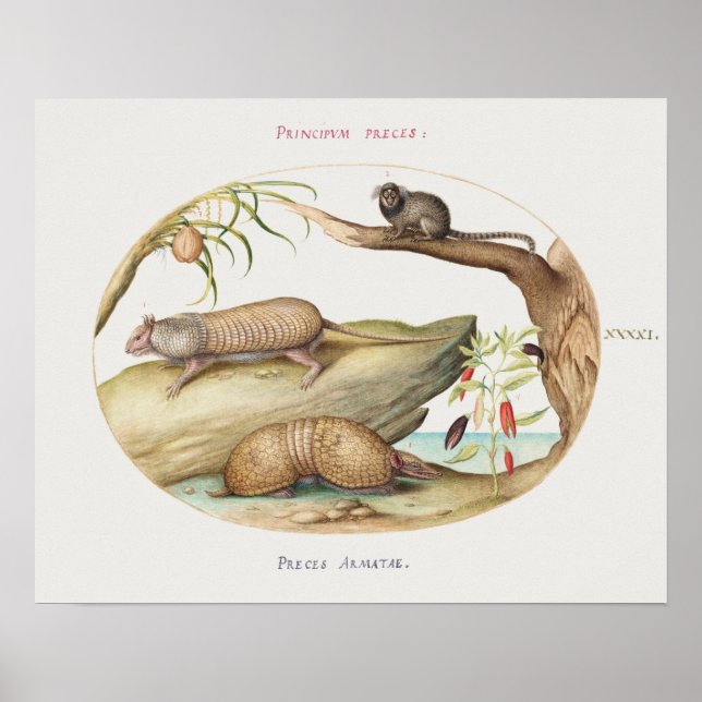 Vintage Armadillo Illustration Poster (Frente)
