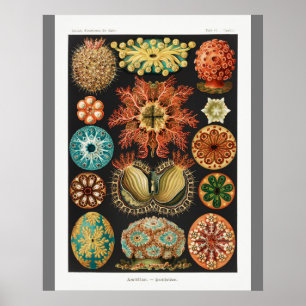 Vintage Art Impressão (Ascidiae) Linda Vida Marinh