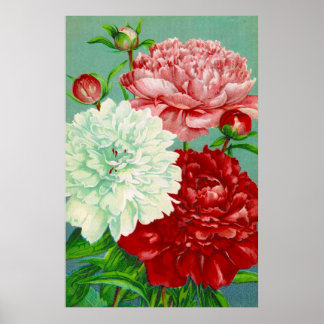 Vintage Art vintage floral Peonies Impressão