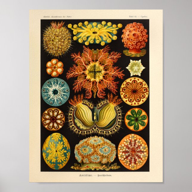 Vintage Ascidiae Color Ernst Haeckel Art Impressão (Frente)