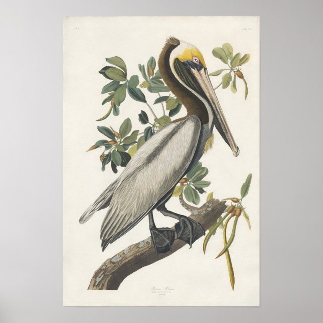 Vintage Audubon Brown Pelican Poster Art (Frente)