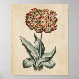 Vintage Auricula Floral Botânica Impressão